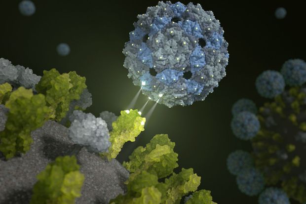 Phagenhülle dockt an und inhibiert das Influenza-Virus | Visualisierung Barth van Rossum, FMP