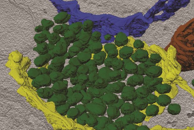 Fehlfarbenaufnahme präsynaptischer Transportvesikel-Pakete (grün) im Zellkörper eines Motorneurons der Fruchtfliege Drosophila. (Aufnahme: Dr. Dmytro Puchkov, FMP)