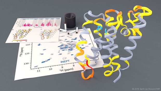 Untersuchung der Rhomboidprotease GlpG mit Hilfe von Festkörper-NMR. | Abb.: Barth van Rossum, FMP