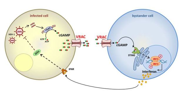 Der winzige Ionenkanal VRAC besitzt neben vielen anderen lebenswichtigen Funktionen auch eine Schlüsselfunktion bei Infektionen mit DNA-Viren. (Abb.: FMP)