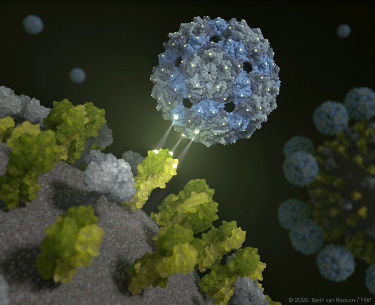 Phagenhülle dockt an und inhibiert das Influenza-Virus (Visualisierung Barth van Rossum)
