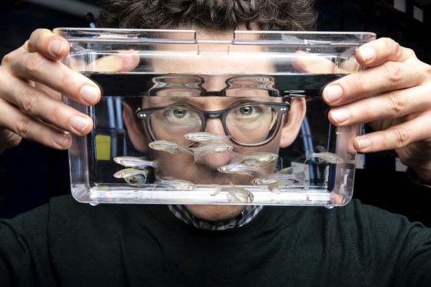 Junker with Zebrafish. (Photo: Pablo Castagnola/MDC)