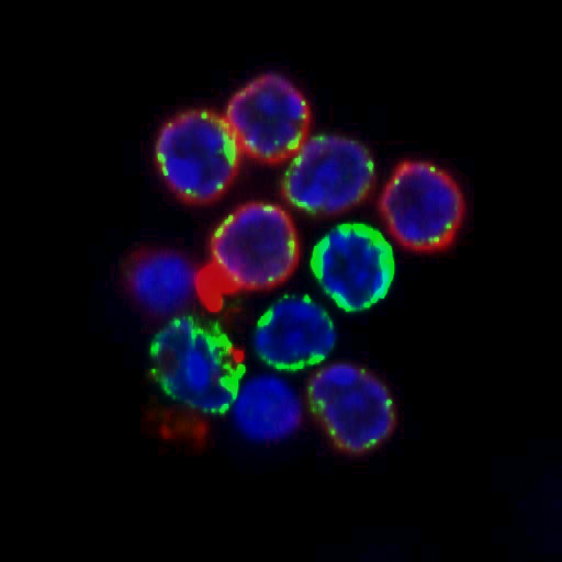 Das Protein Pdap1 (rot) ist im Zytoplasma von B-Zellen lokalisiert. (Foto: Di Virgilio Lab, MDC)
