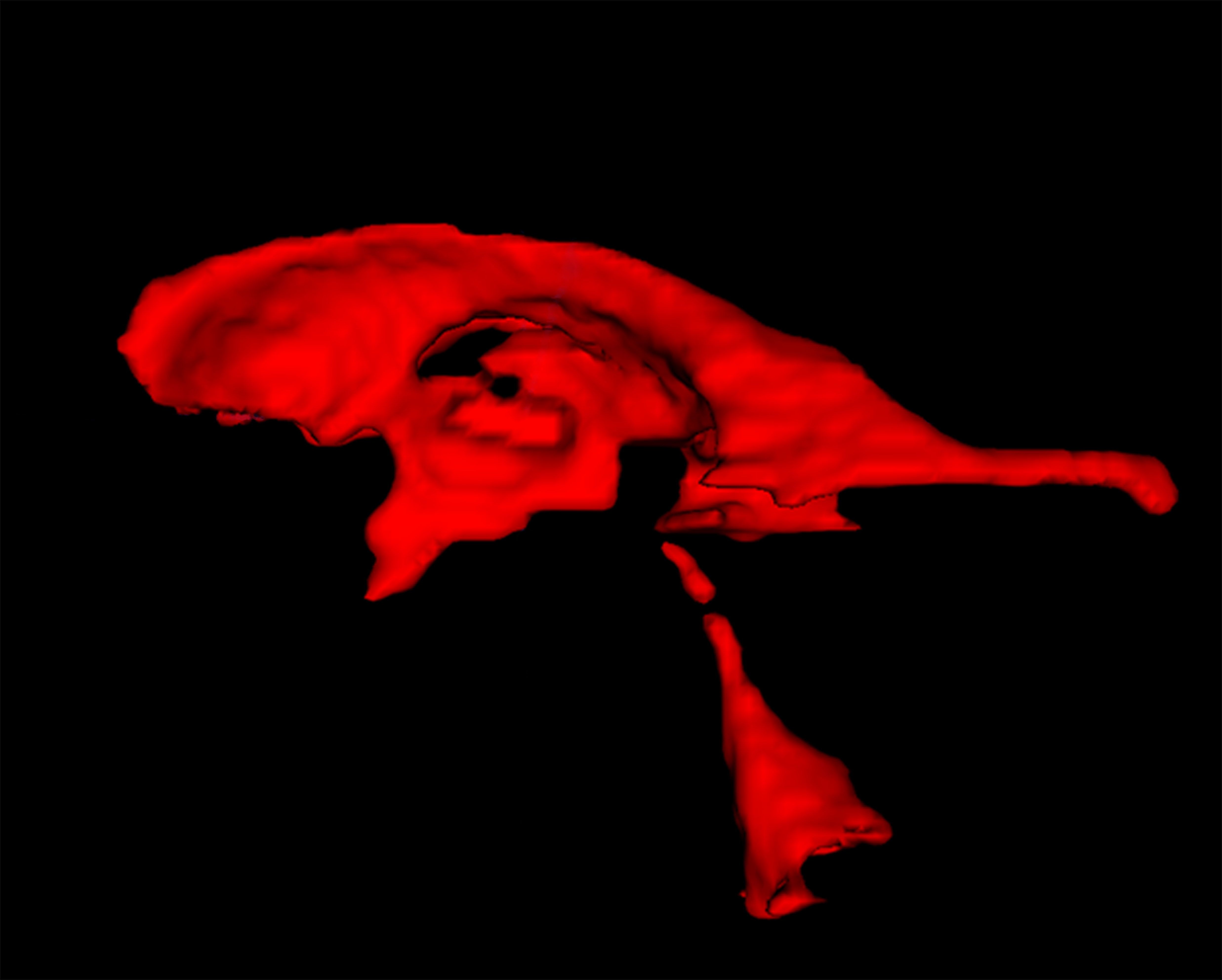 3D-Darstellung der vier Ventrikelvolumina eines Studienteilnehmenden (Bild: Millward et al., MDC)