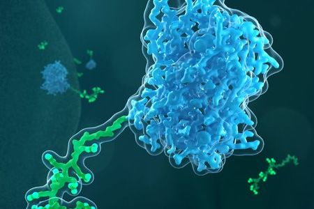 Zellpenetrierende Peptide (grün) auf der Zelloberfläche wirken als Türöffner für den Transport eines Proteins (blau) in lebende Zellen (Visualisierung: Barth van Rossum)