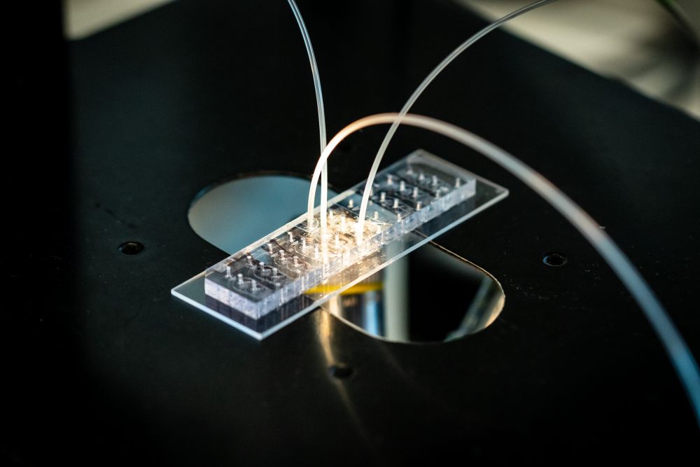 Die einzelnen aus dem Gewebe isolierten Zellen werden zur Analyse in miniaturisierte Chips geschleust. Foto: Felix Petermann, MDC