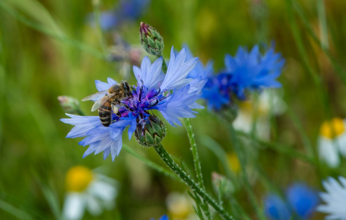 Campusprojekt mit der Hochschule für Nachhaltige Entwicklung Eberswalde: Wildblumenwiese, um Insekten noch mehr Nahrung zu bieten (Foto: David Außerhofer)