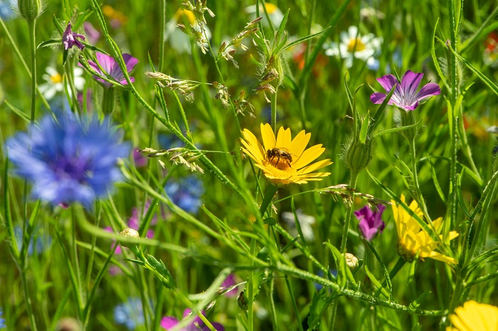 Wildblumenwiese auf dem Campus Berlin-Buch (Foto: David Ausserhofer/Campus Berlin-Buch GmbH)