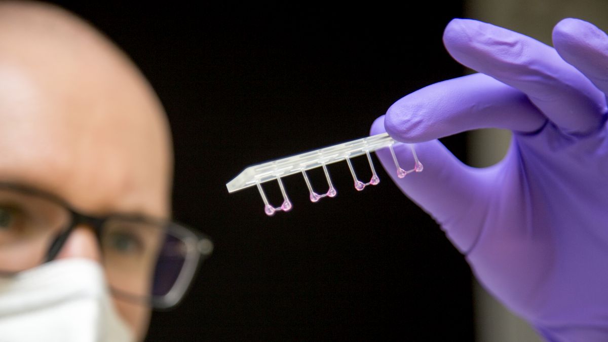 Artificial heart tissue pulled onto plastic rods to measure its elasticity (Photo: M. Gotthardt, MDC)