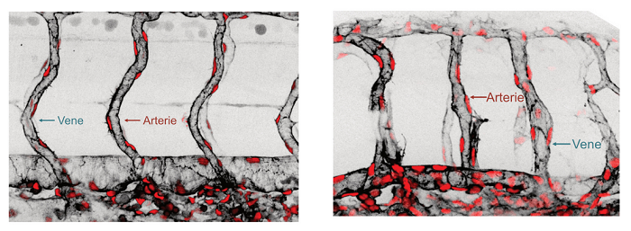 Blutgefäße eines Zebrafischembryos: die Expression des Wiskott-Aldrich-Gens ist auf dem rechten Bild abgeschwächt. Schwarz: Aktinfilamente im Zellzytoskelett, rot: Zellkerne von Endothelzellen (© Andre Angelo Sousa Rosa /Gerhardt Lab, MDC)