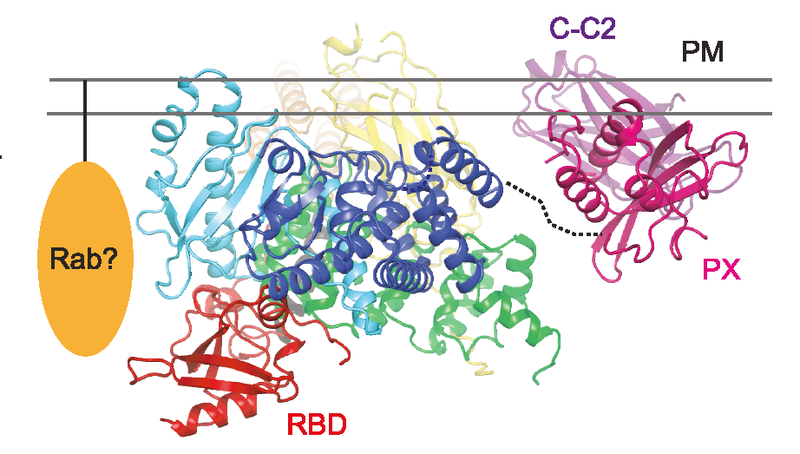 Strukturmodell der aktiven PI3KC2α an der Plasmamembran (Abb.: Wen-Ting Lo, FMP)