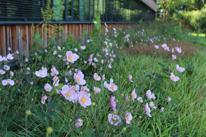 Blumenrabatten auf dem Campus Berlin-Buch (Foto: Campus Berlin-Buch GmbH)