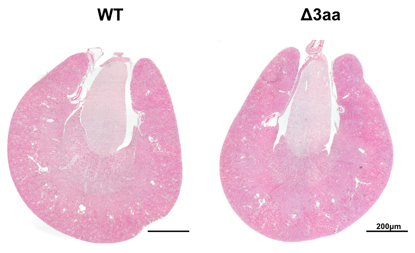 © Anastasiia Sholokh, Klußmann Lab, Max Delbrück Center