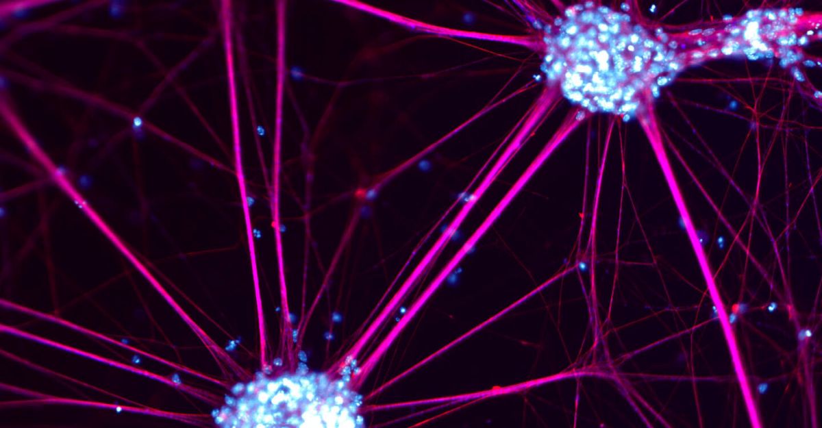 Neurons cultivated from mouse stem cells (Foto: Alessandra Zappulo / Marina Chekulaeva Lab, Max Delbrück Center)