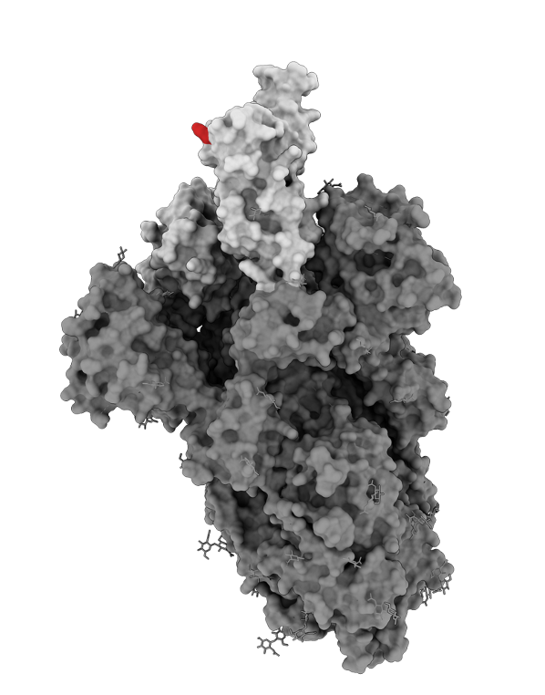 Struktur vom SARS-CoV-2 Spikeprotein mit der G502E BIBAX Modifikation in rot. Credits: de la Rosa lab, Max Delbrück Center