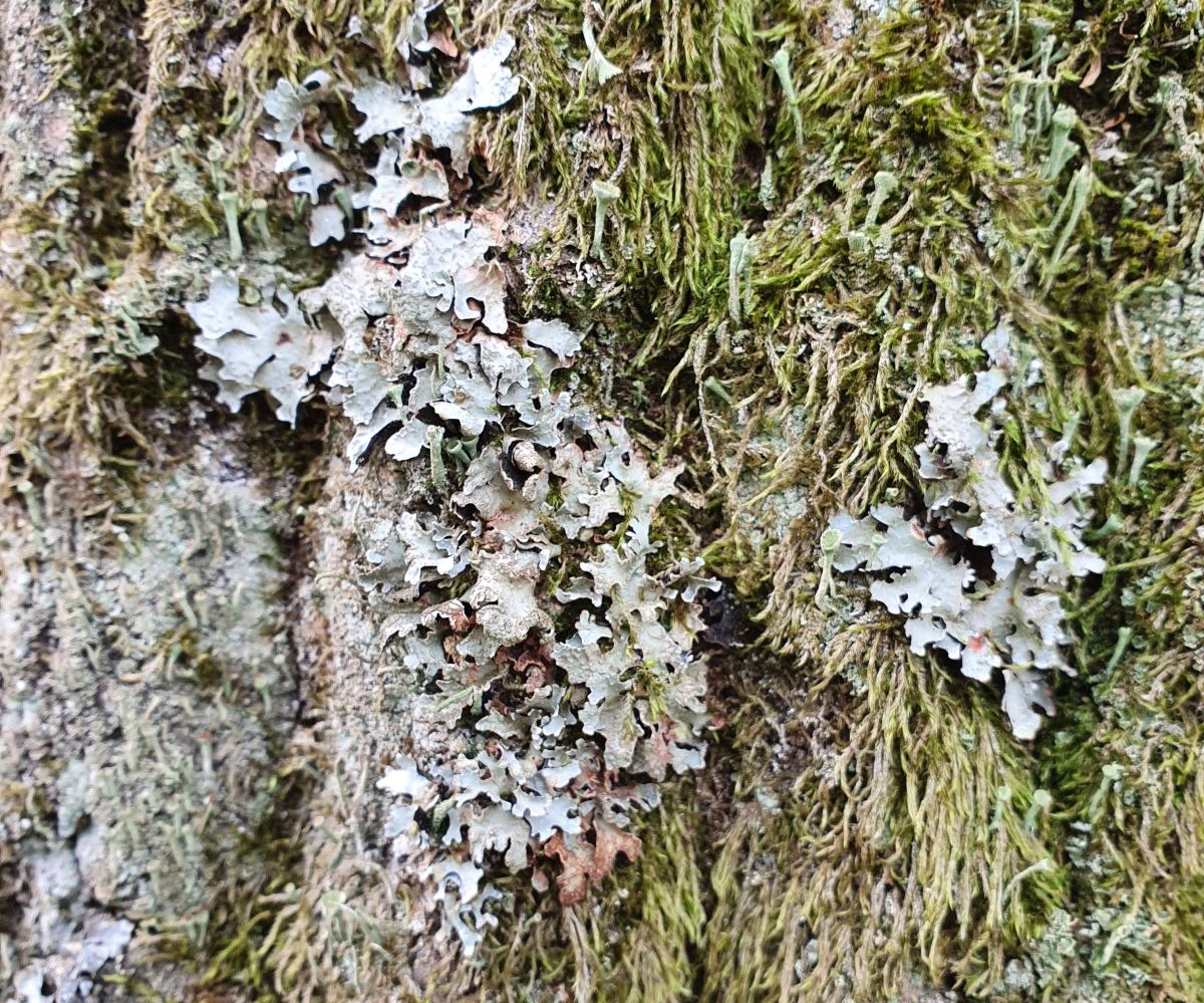 Flechten an einem Baum auf dem Campus Buch (Foto: Campus Berlin-Buch GmbH)