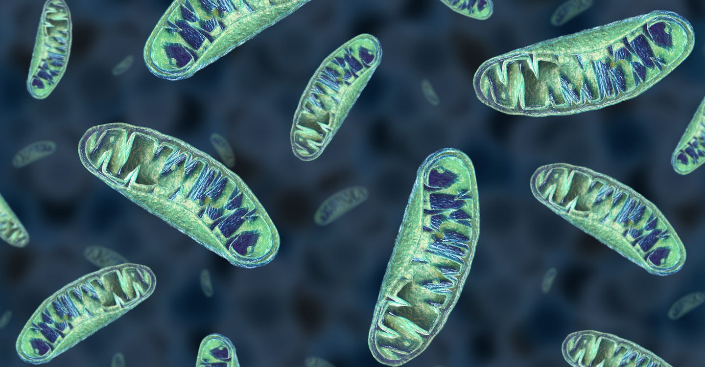 Mitochondrien werden als „Kraftwerke der Zellen“ bezeichnet (Abb.: OMEICOS)