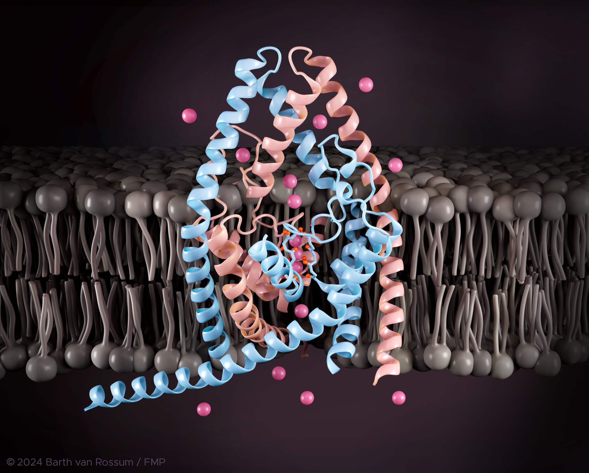 Structural model of a TREK-2 K2P channel (blue and light pink. The dark pink spheres represent potassium ions transported through the channel. © Barth van Rossum