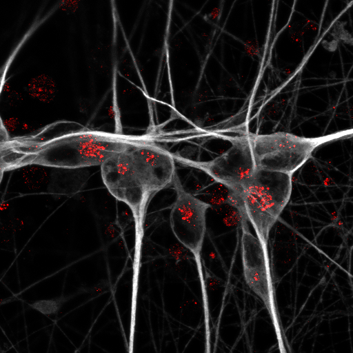 © Anna K. Greda, Aarhus University